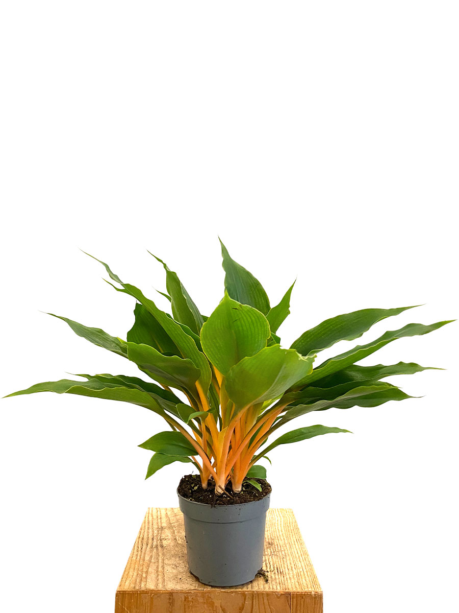 Chlorophytum Green Orange