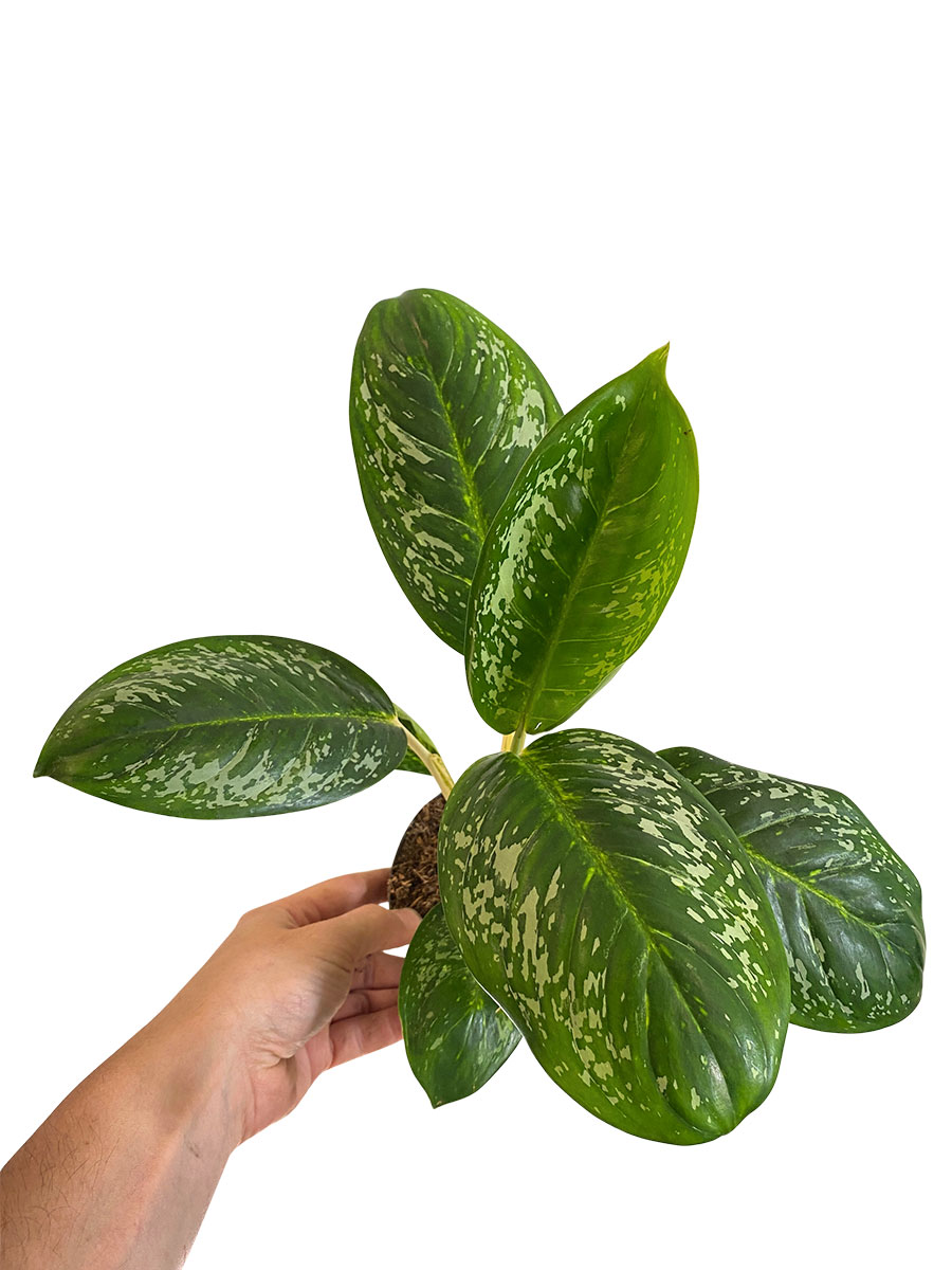 Aglaonema Coco Green