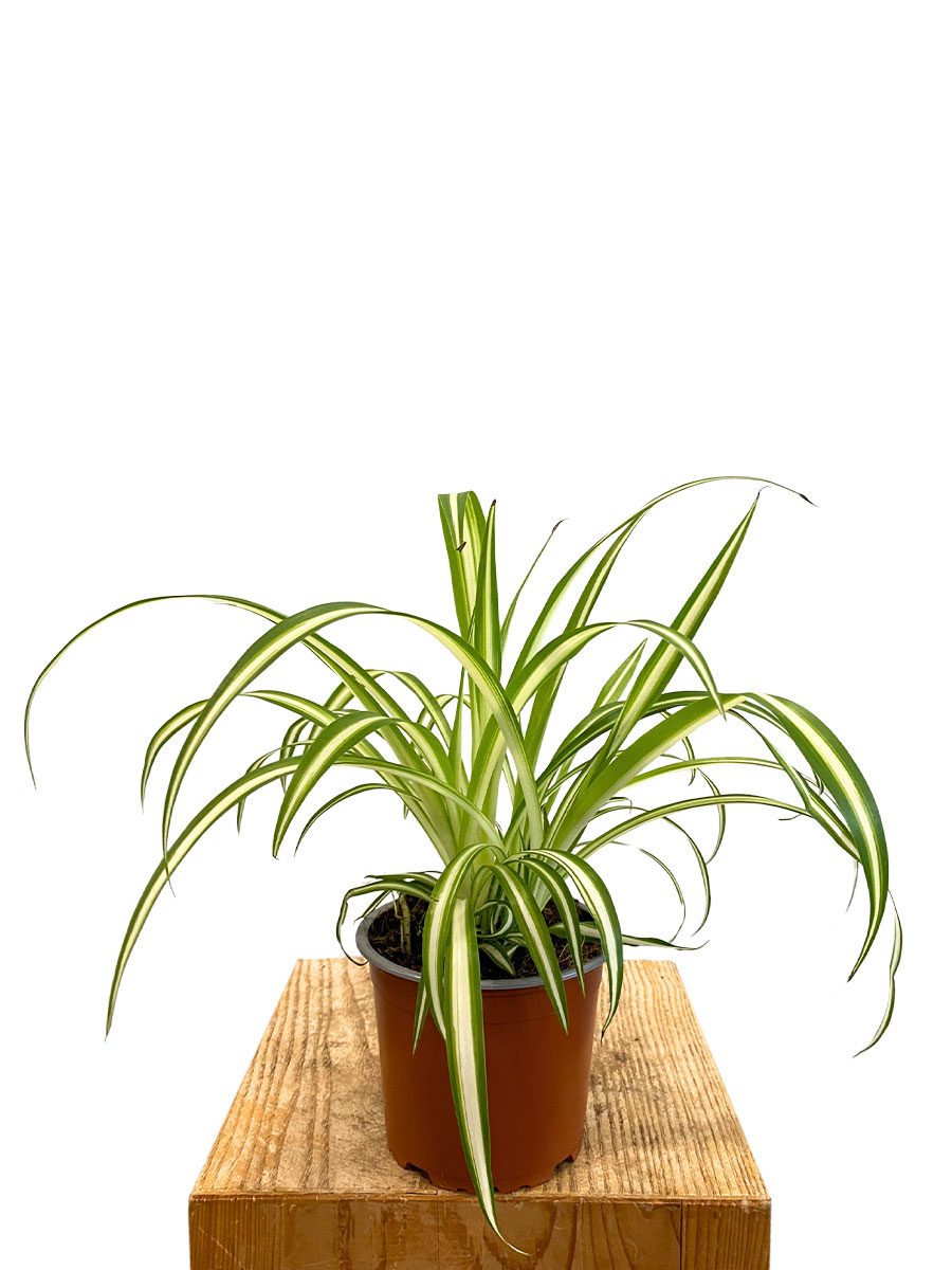 Grünlilie Chlorophytum Variegata