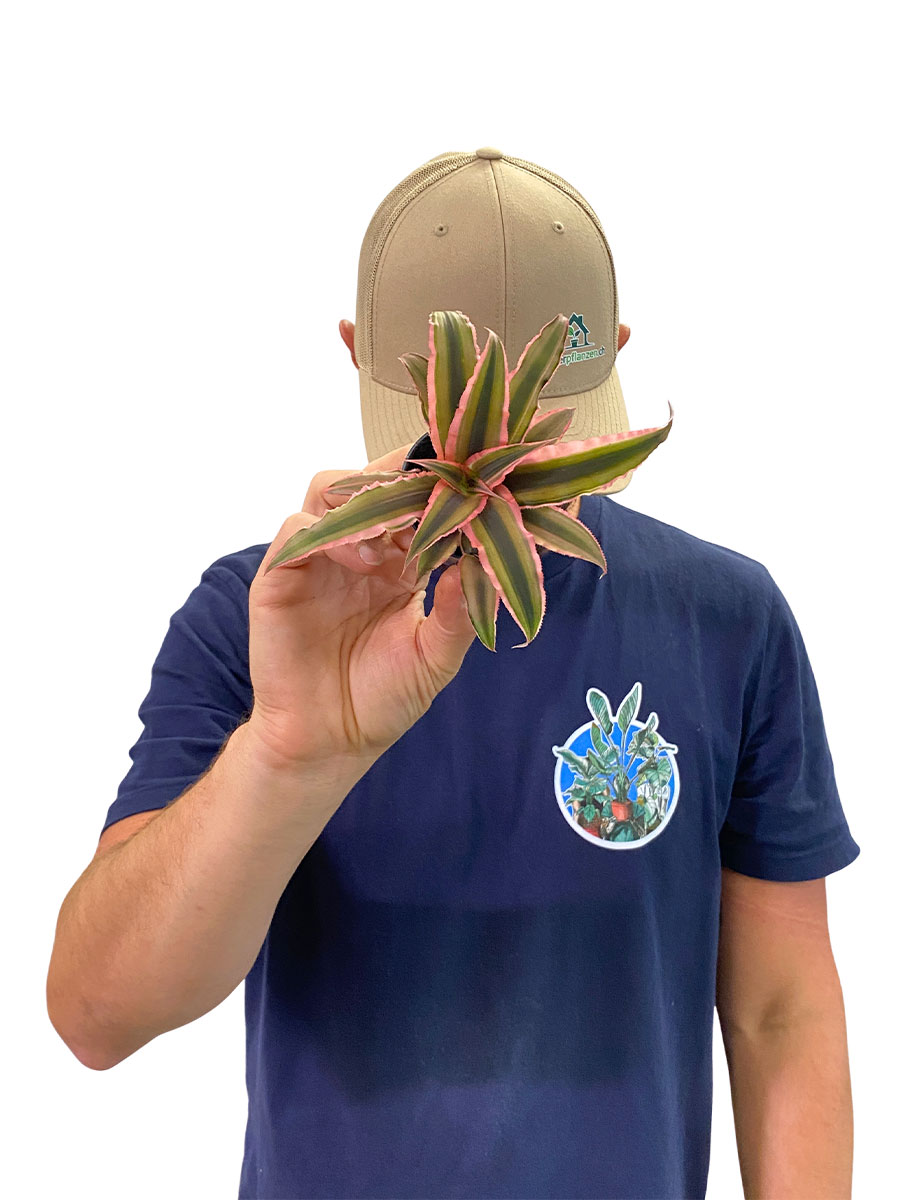 Baby Cryptanthus Rubin Star