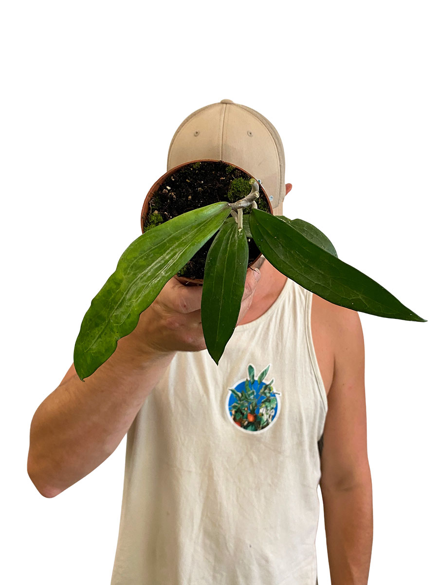 Hoya Cinnamomifolia