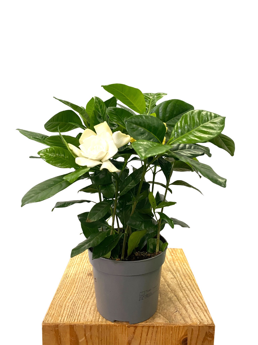 Gardenia Jasminoides