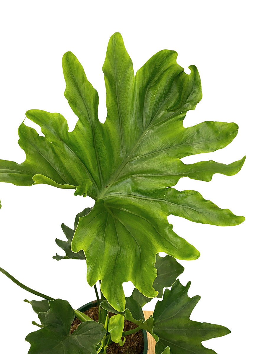 Philodendron Little Hope