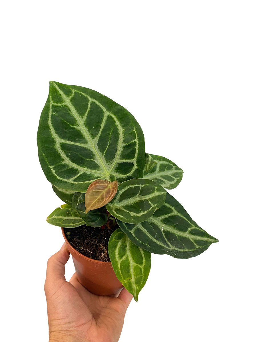Anthurium Silver Bush