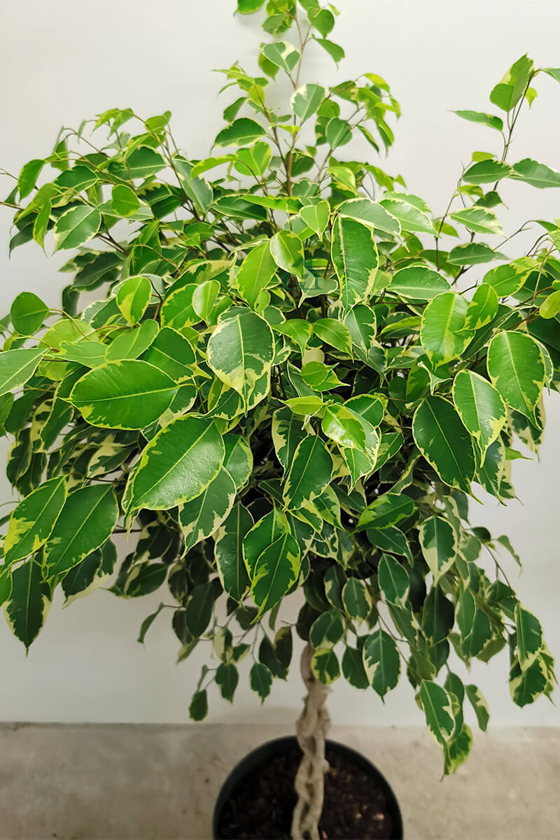 Ficus golden King Zimmerpflanzen online kaufen