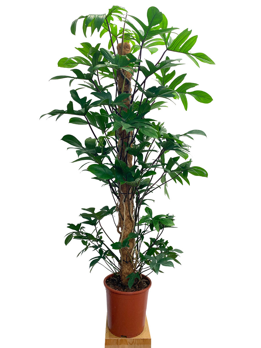 Philodendron Pedatum Moosstab XL