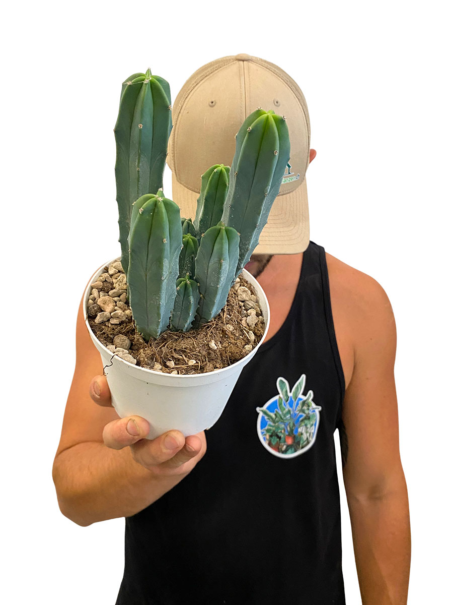 Myrtillocactus Geometrizans - Ø14