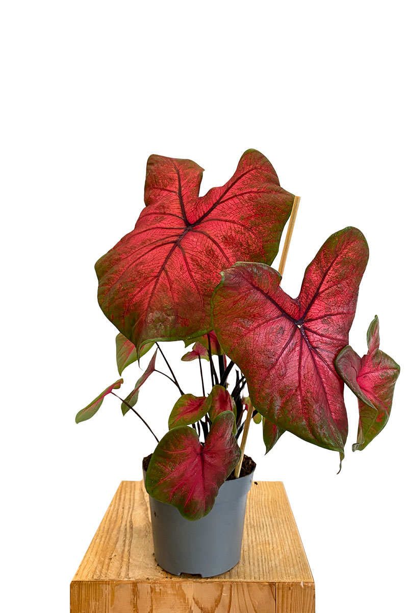 Caladium Postman Joyner