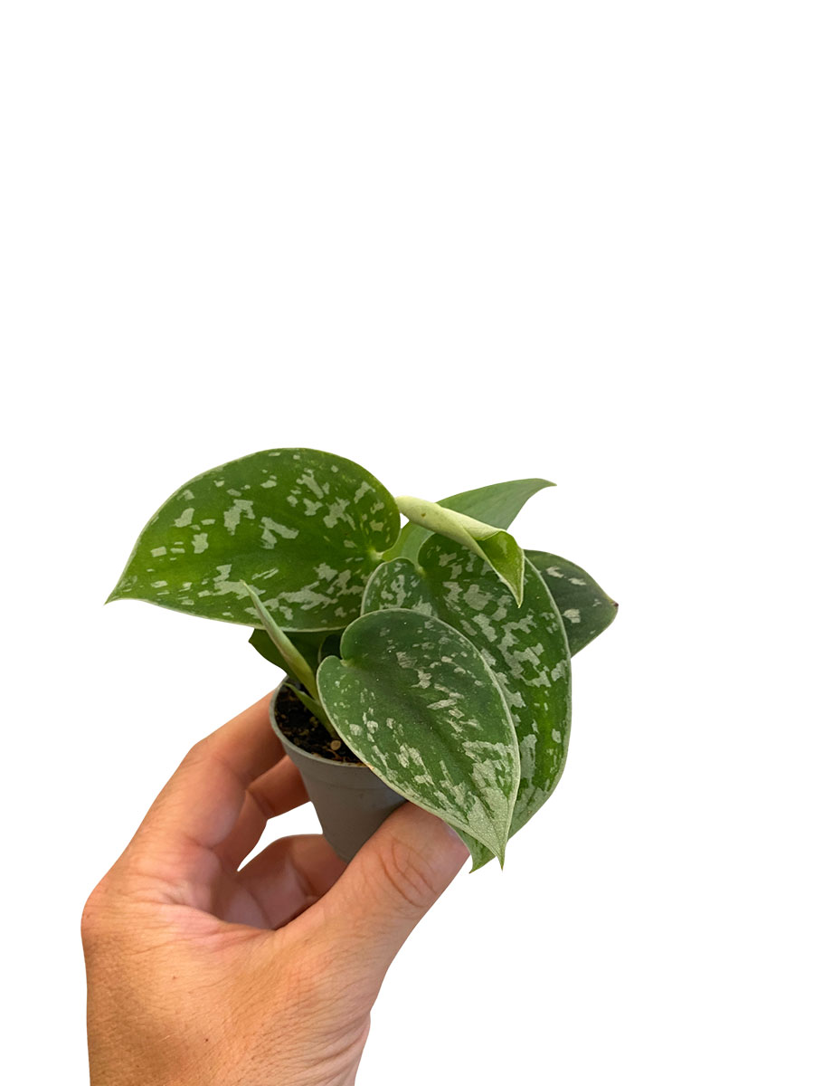 Baby Scindapsus Pictus