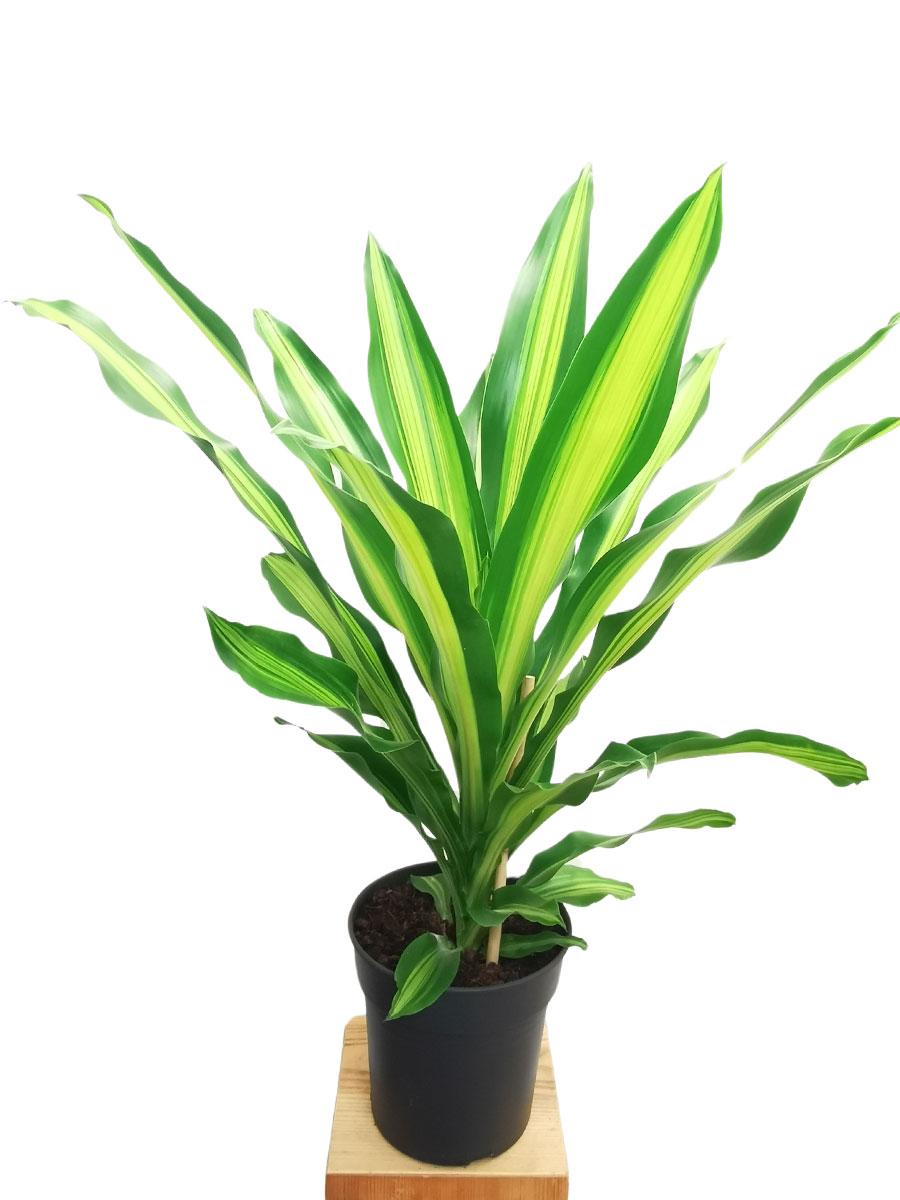 Dracaena Burley