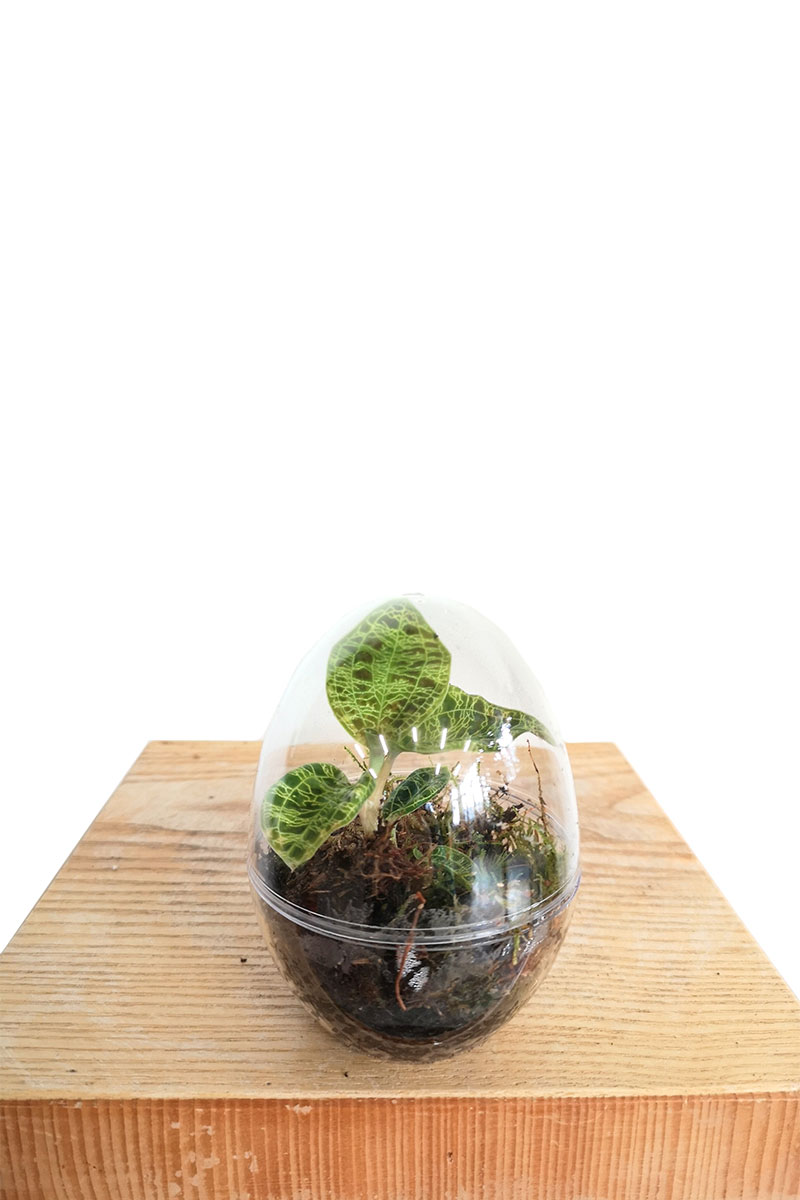 Juwelorchidee Macodes Smaragd Terrarium