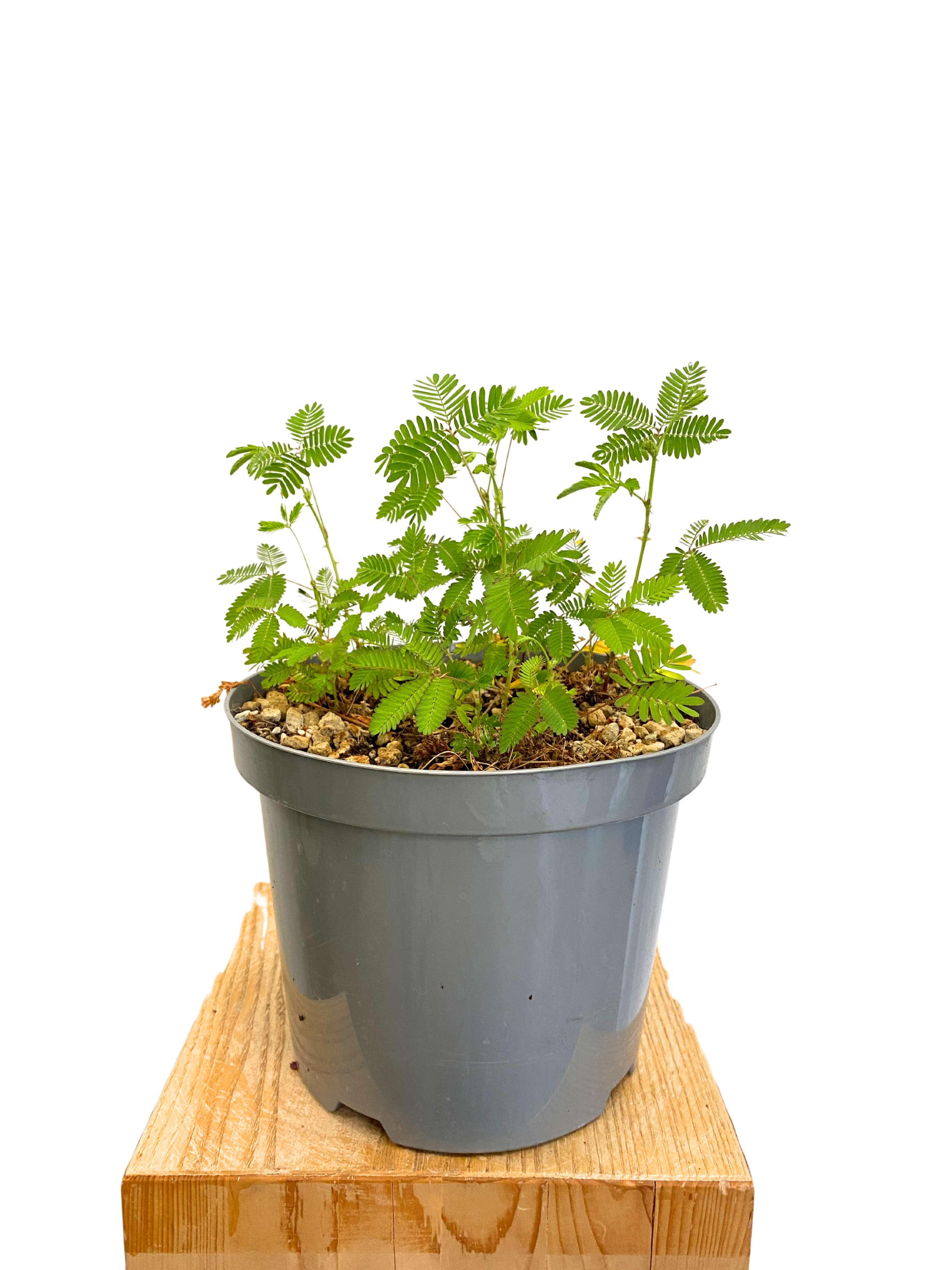 Echte Mimose Mimosa pudica