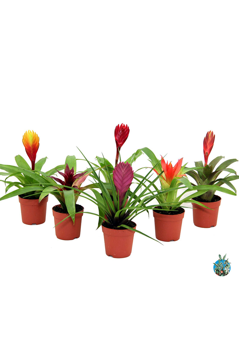 Bromelia 5er Set - Gemischt