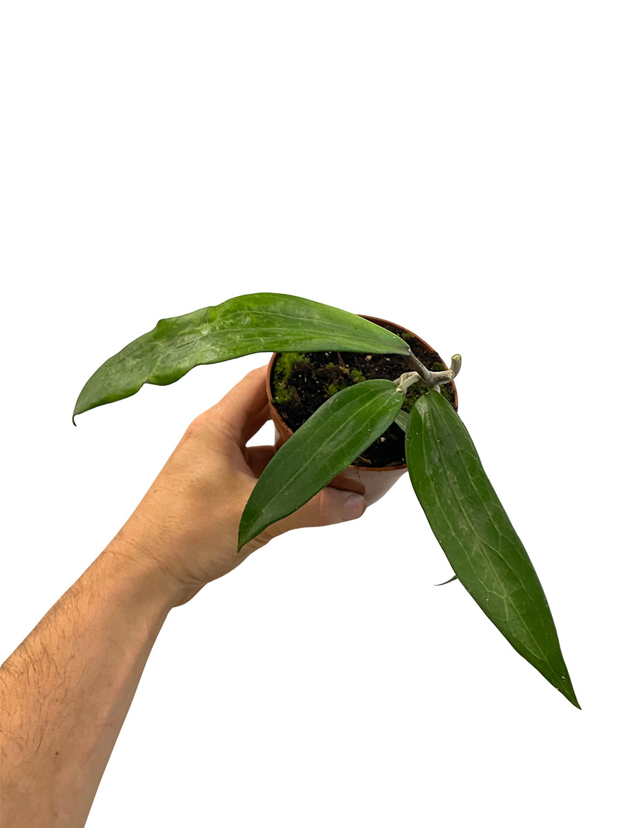 Hoya Cinnamomifolia