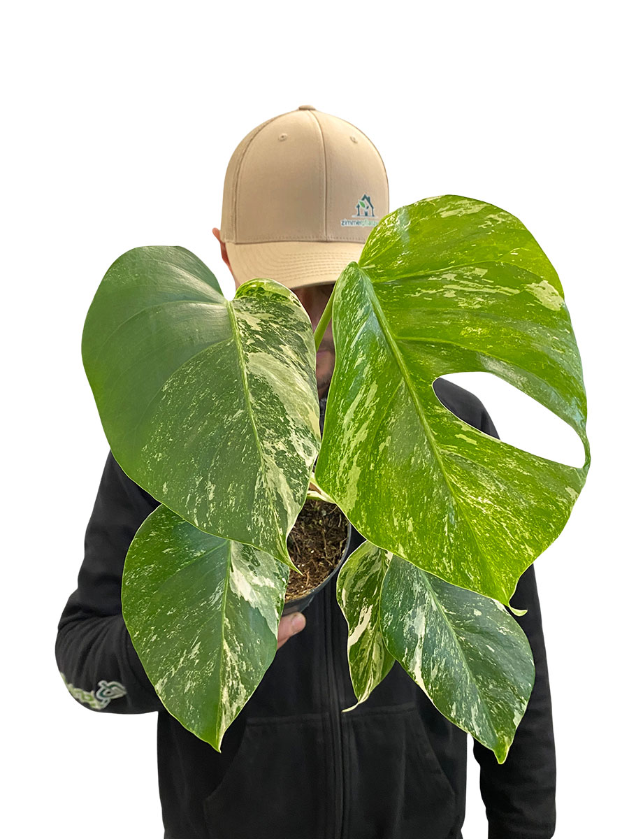 Monstera Deliciosa Variegata 30cm