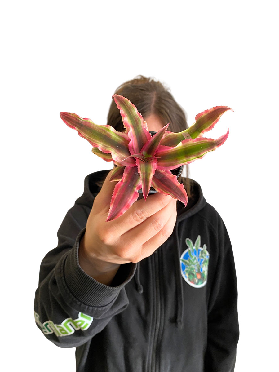 Baby Cryptanthus Rubin Star - Ø6 cm
