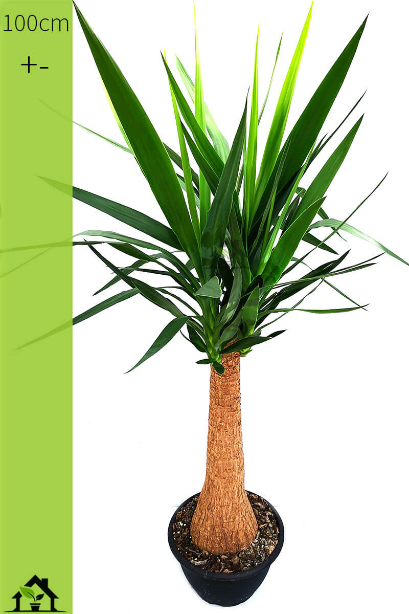 palmlilie-yucca-elephantipes-mayantree-100cm-zimmerpflanzen.ch-zimmerpflanzen-zimmerpflanze-gruenpflanzen-topfpflanzen-bueropflanzen-shop-onlineshop-pflanzen-bestellen-schweiz
