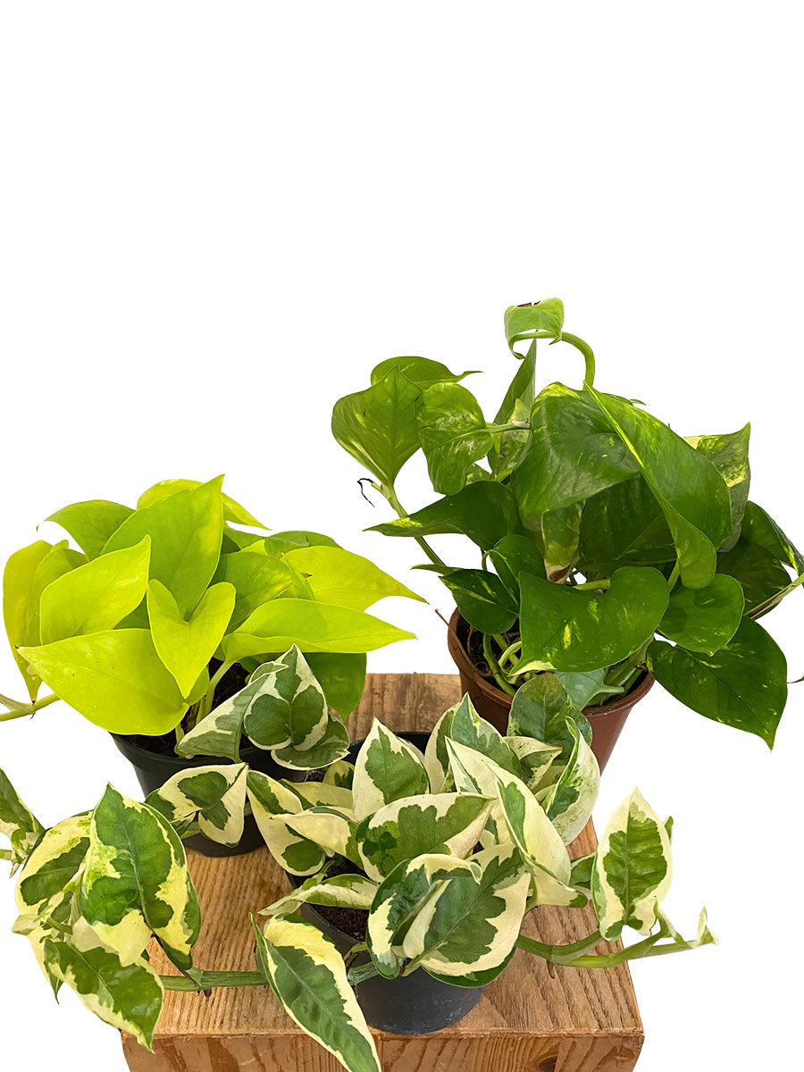 Epipremnum Trio