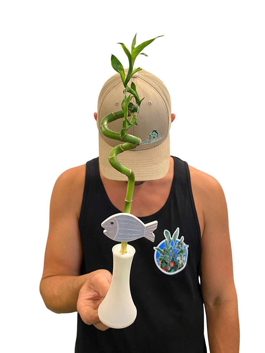 Dracaena Lucky Bamboo Stamm Spirale inkl. Vase 