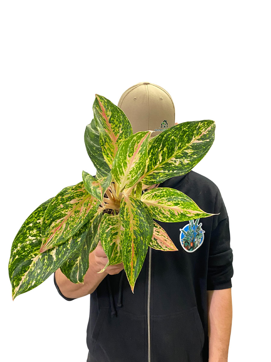 Aglaonema Melon Candy 