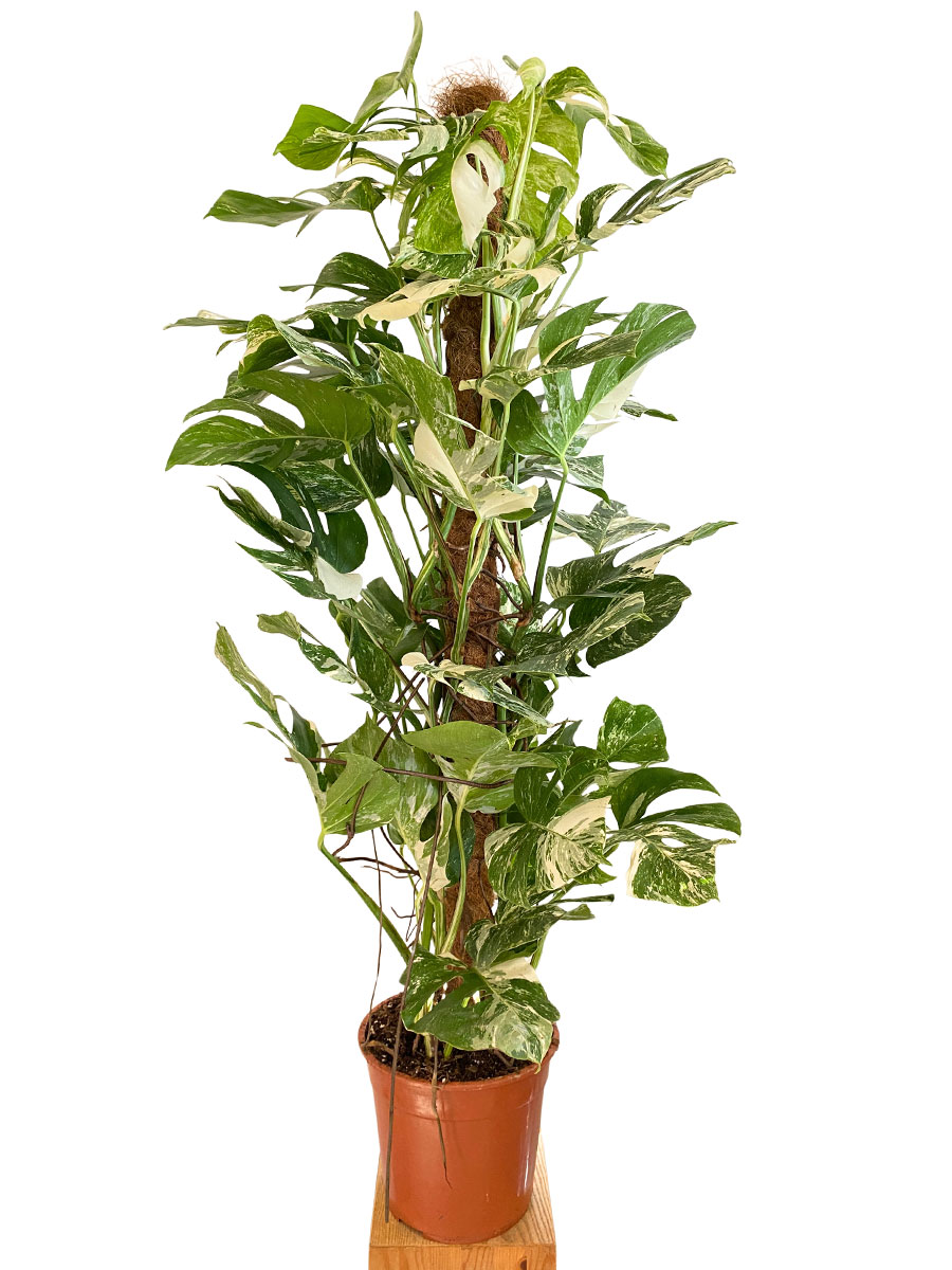 Monstera Deliciosa Variegata Kokosstab - Gross