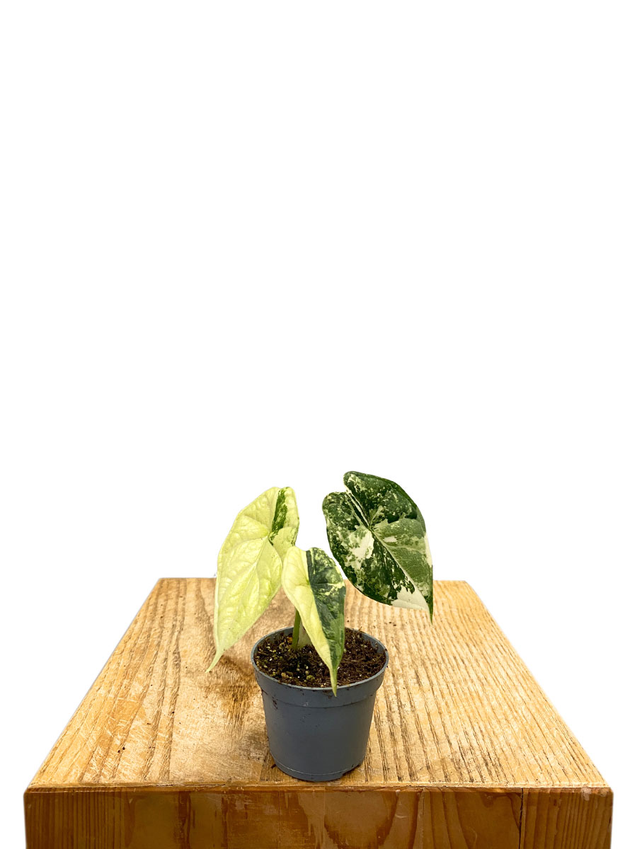 Alocasia Dragon Scale Variegata