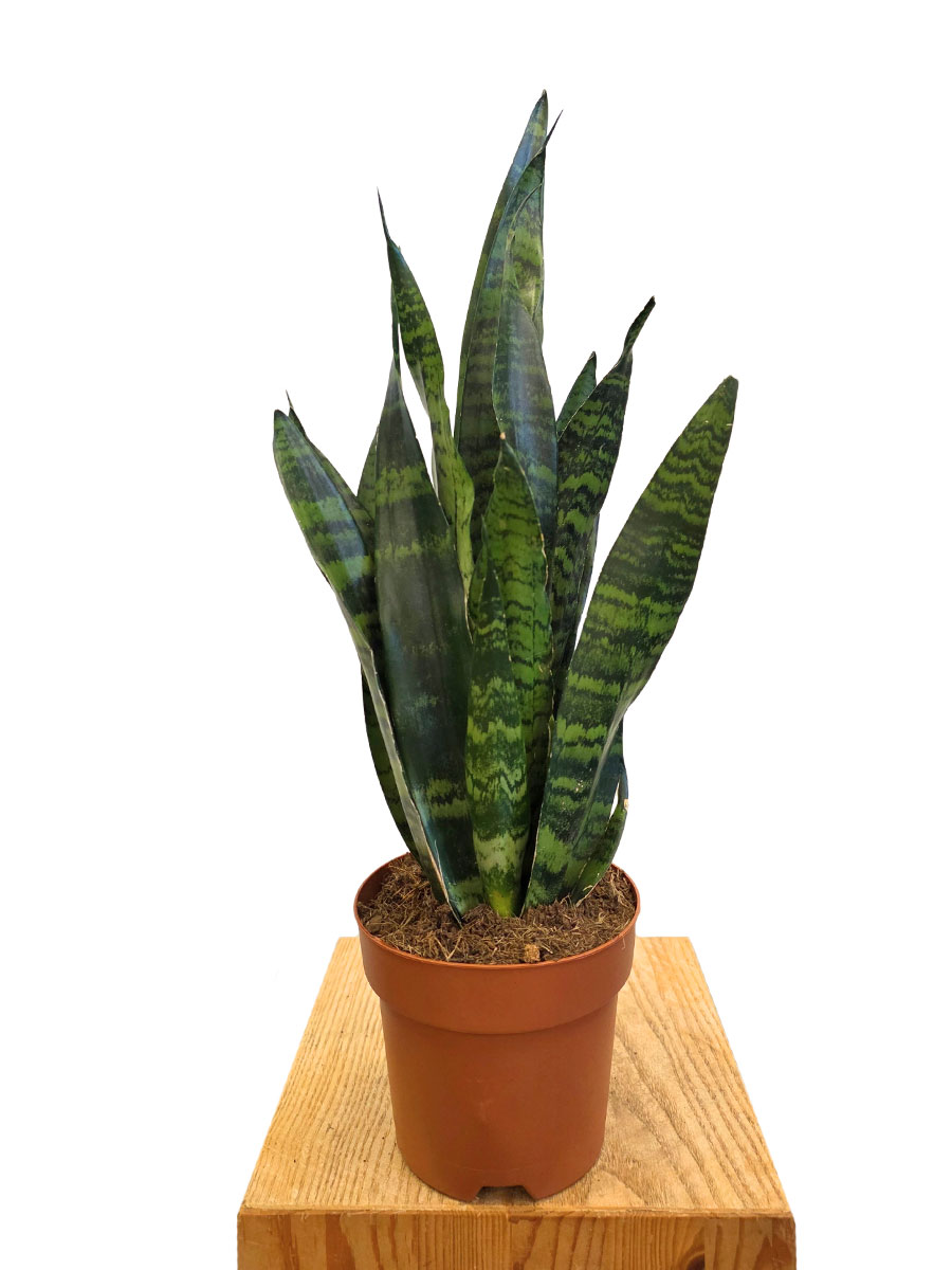 Bogenhanf Sansevieria Black Coral