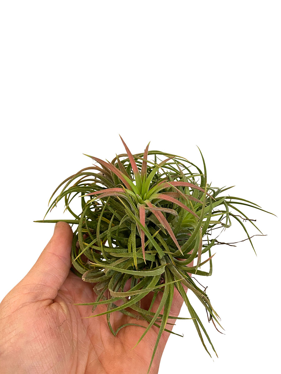 Tillandsia Clumb Red