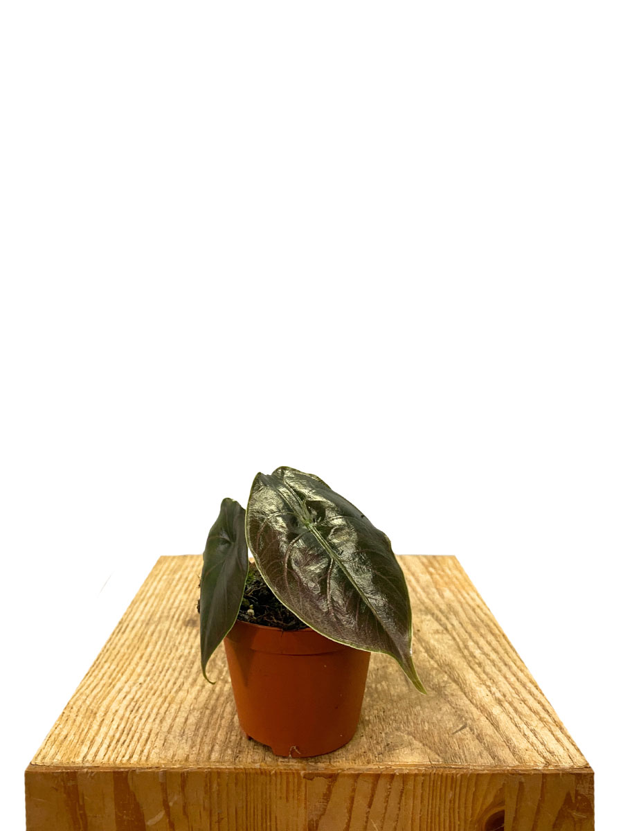 Baby Alocasia Azlanii