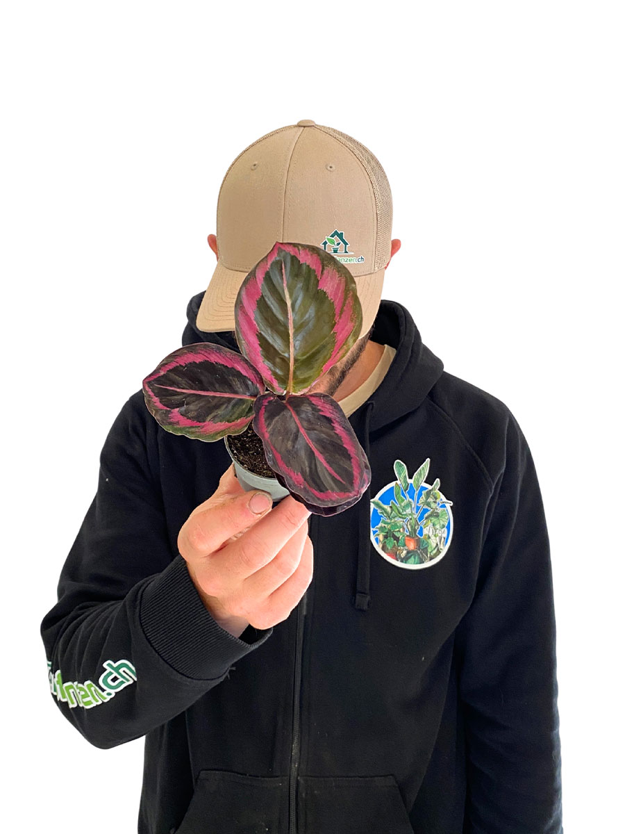 Baby Calathea Roseopicta Dottie