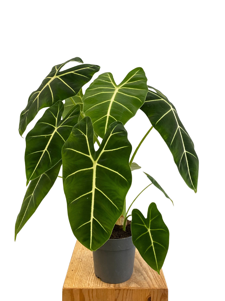 Alocasia Frydek