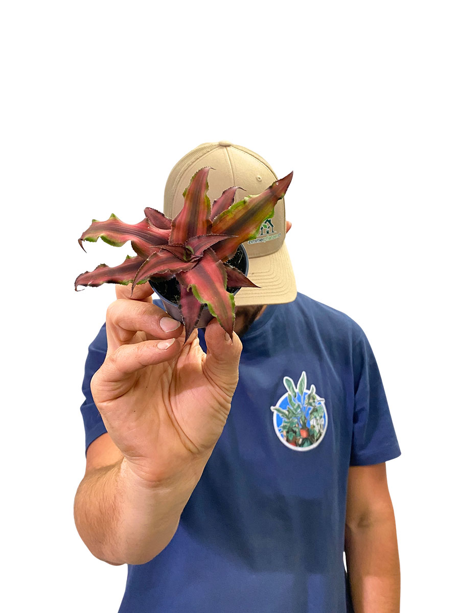 Baby Cryptanthus Red Star