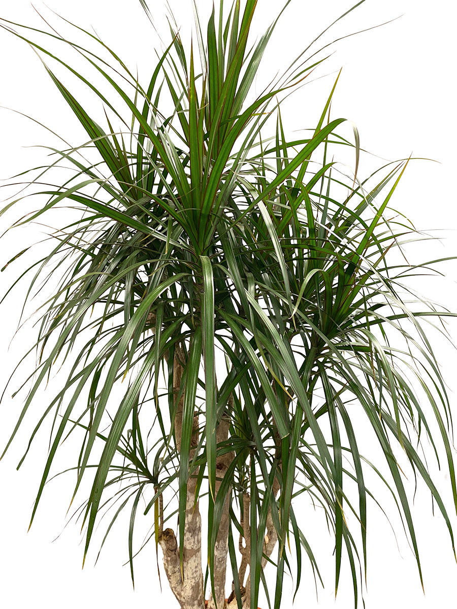 Dracaena Marginata Verzweigt