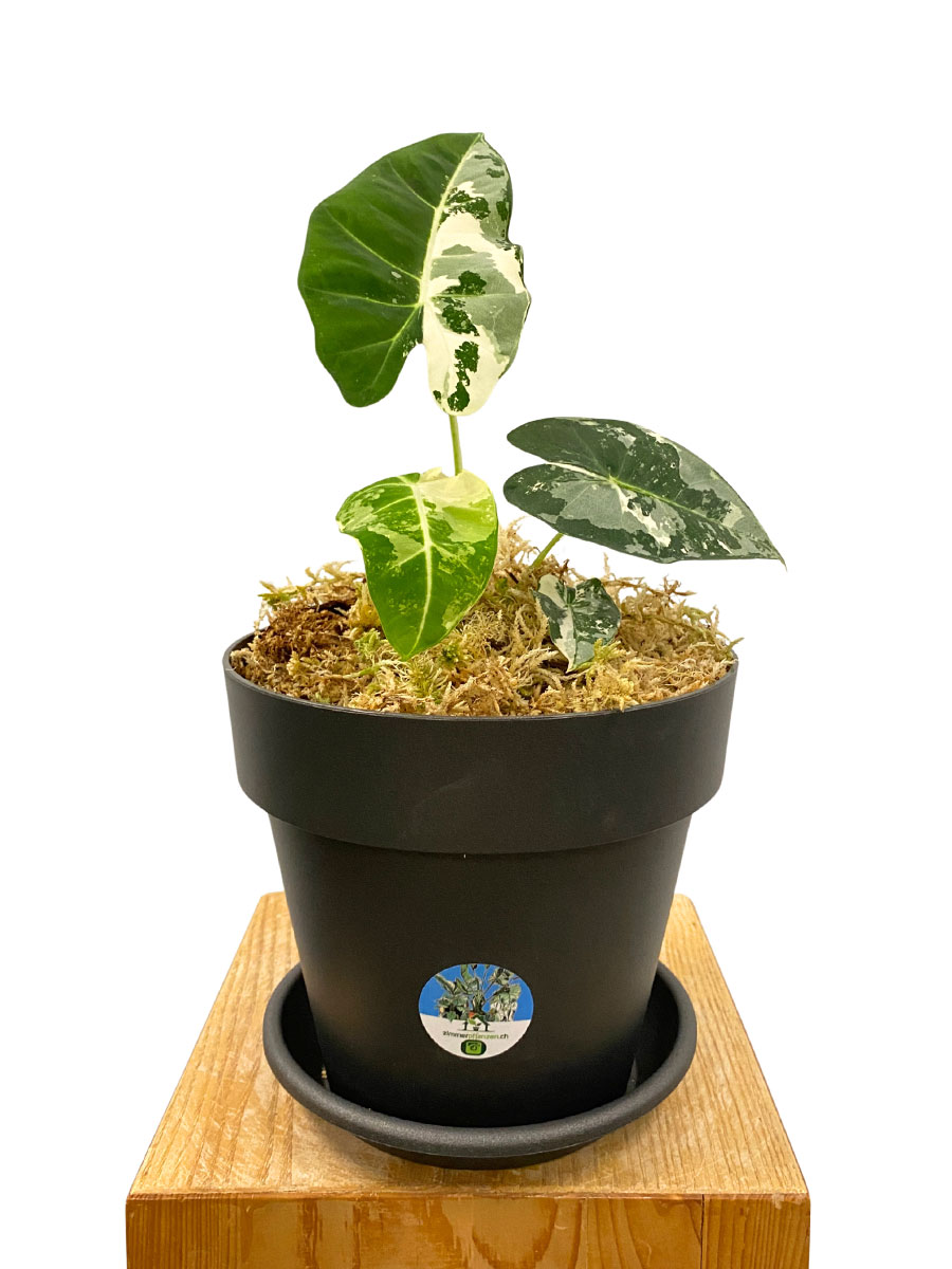 Alocasia Frydek Variegata