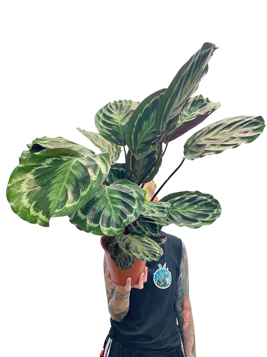 Calathea Medallion M