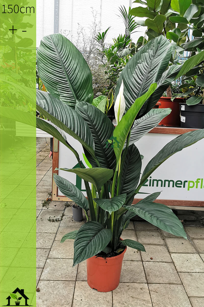Spathiphyllum Sensation 150cm