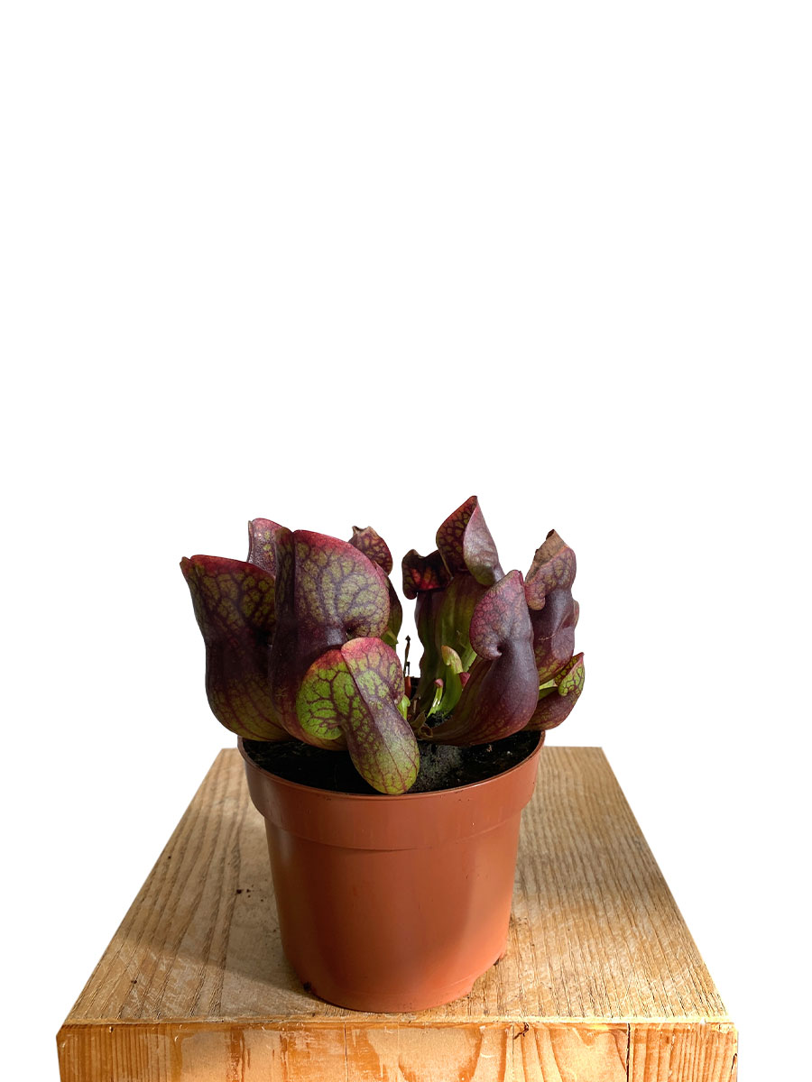 Schlauchpflanze Sarracenia Hans