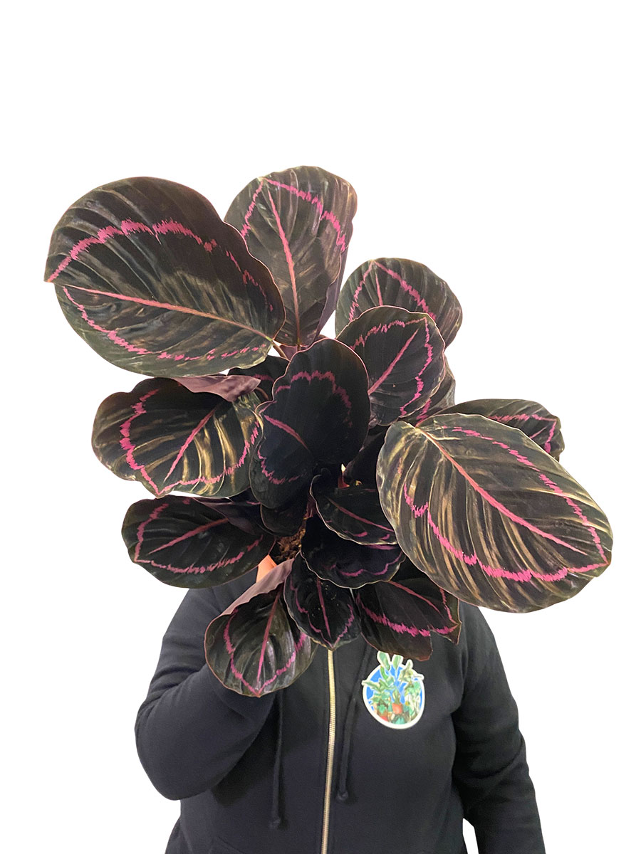 Calathea Roseopicta Dottie