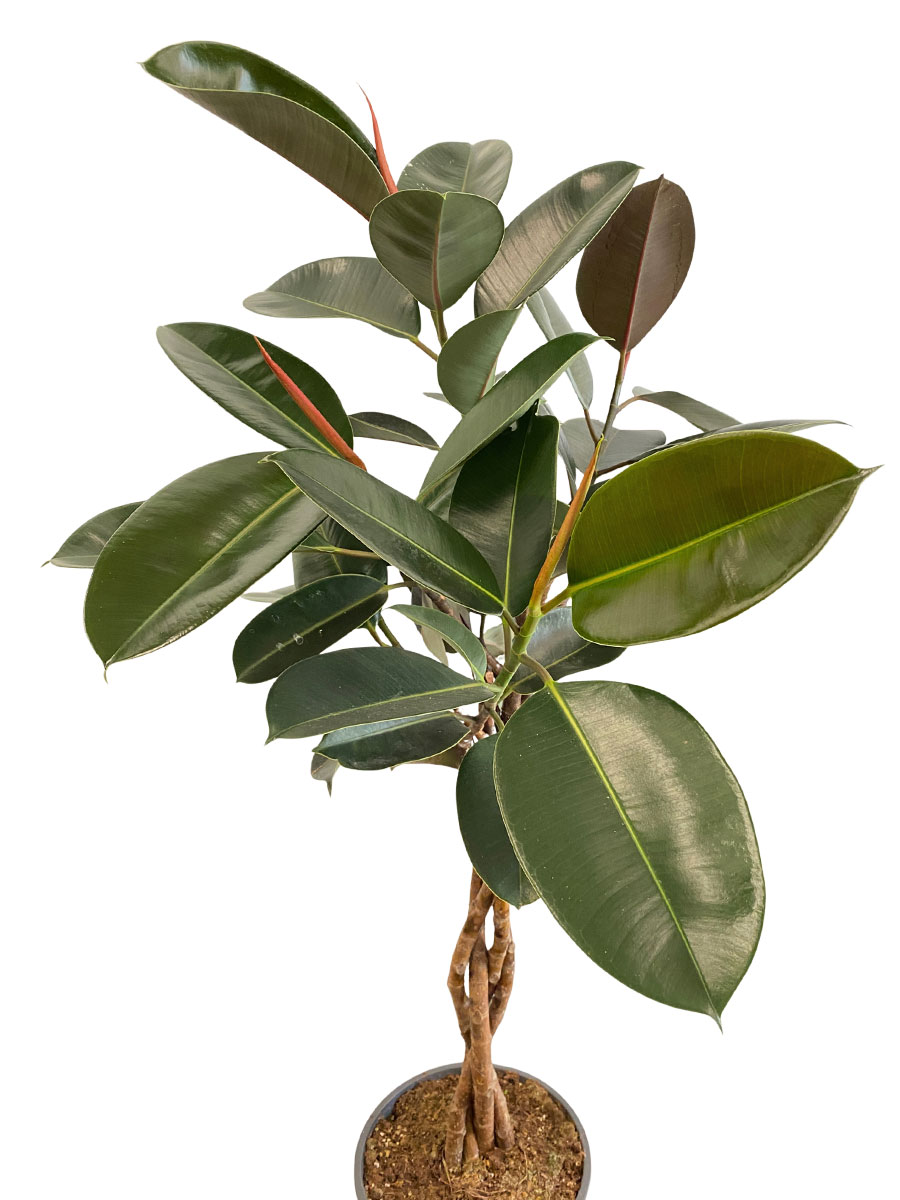 Gummibaum Burgundy Stamm gedreht