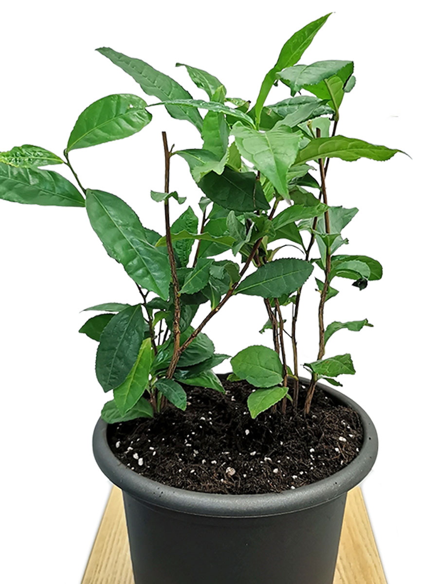 Teepflanze Camellia sinensis Busch