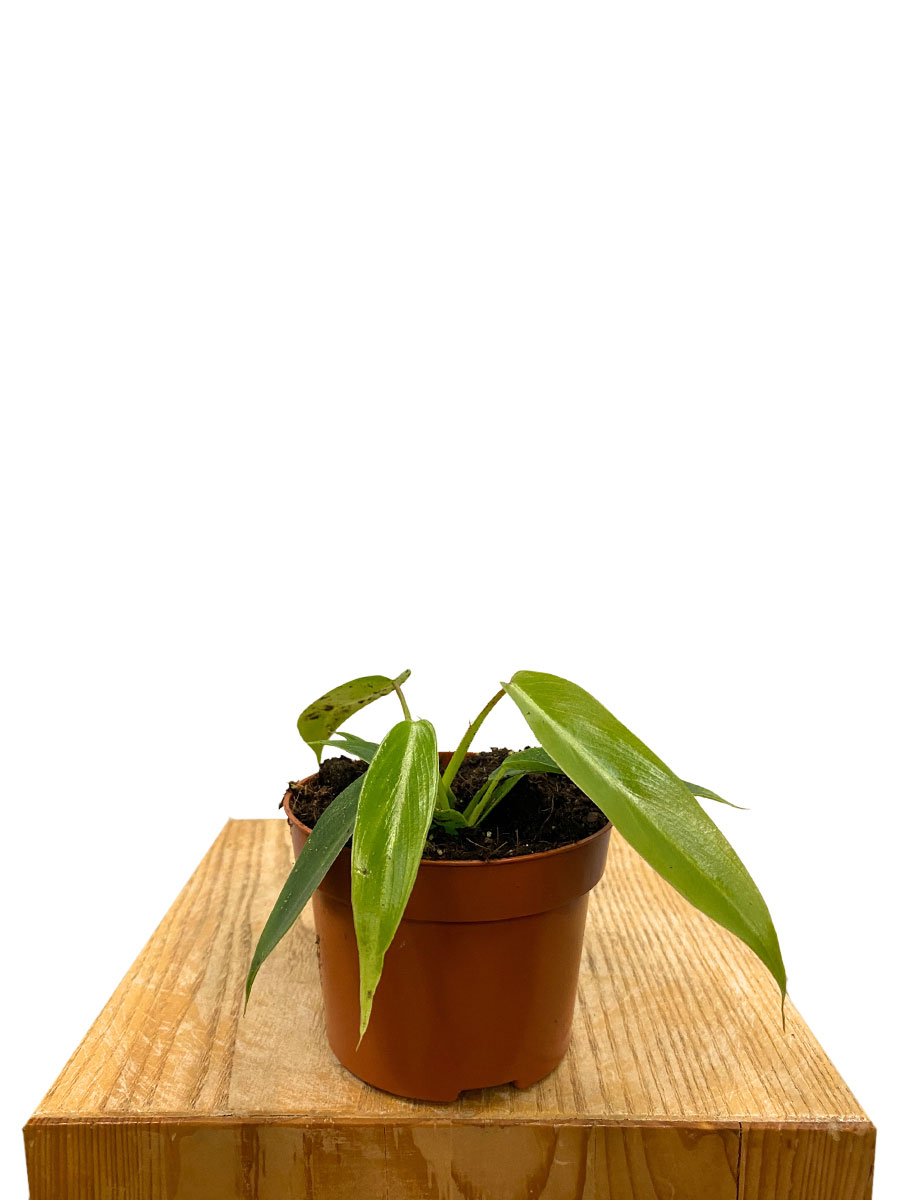 Baby Philodendron Spiritus-Sancti