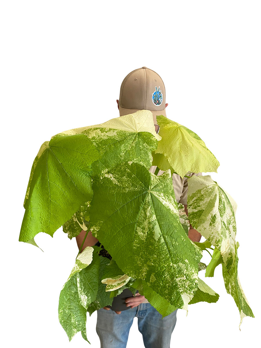 Zimmerlinde Sparmannia Africana Variegata