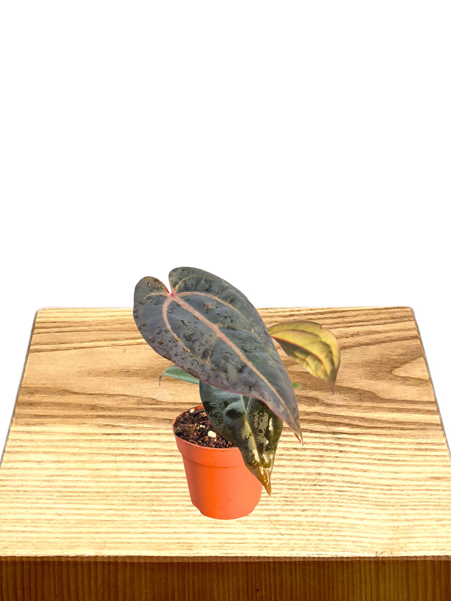 Anthurium DocBlock® Red Velvet Cake®