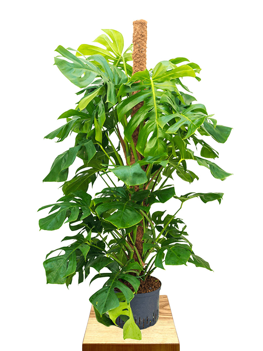 Hydro - Monstera Deliciosa Kokosstab