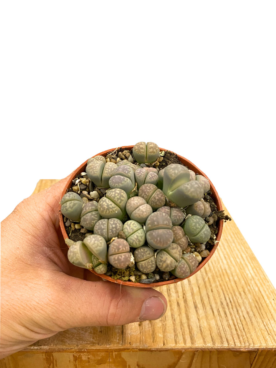 Lebende Steine Lithops