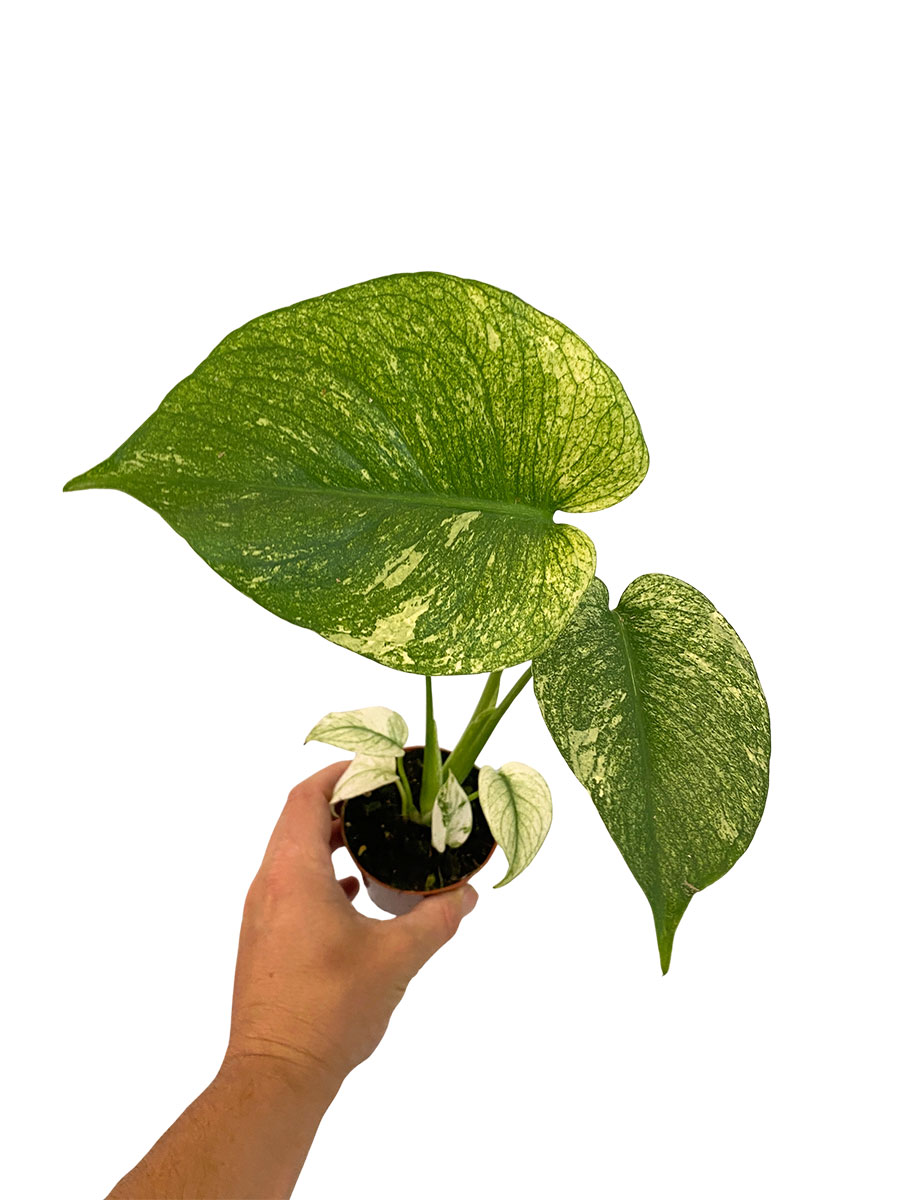 Baby Monstera Mint Variegata