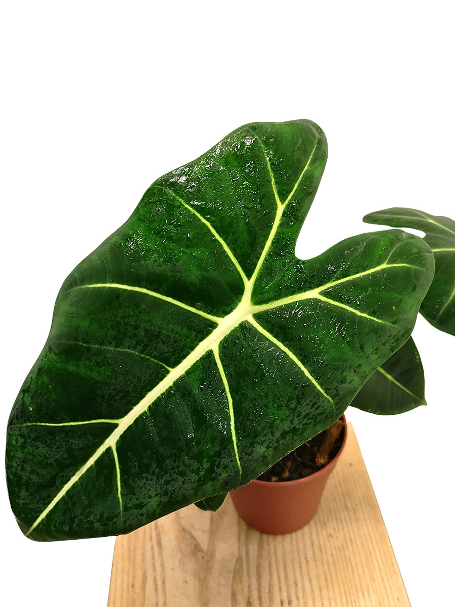 Alocasia Frydek