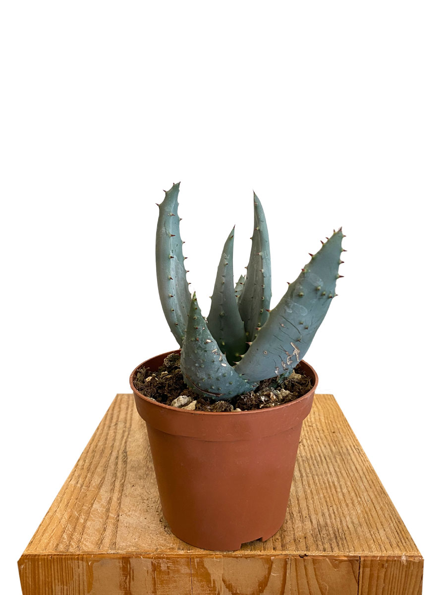 Aloe Ferox