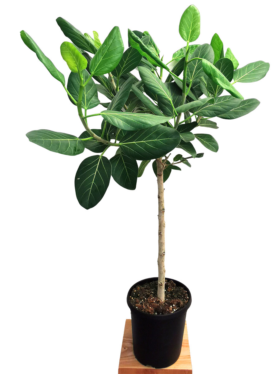 Banyanbaum Ficus benghalensis Stamm