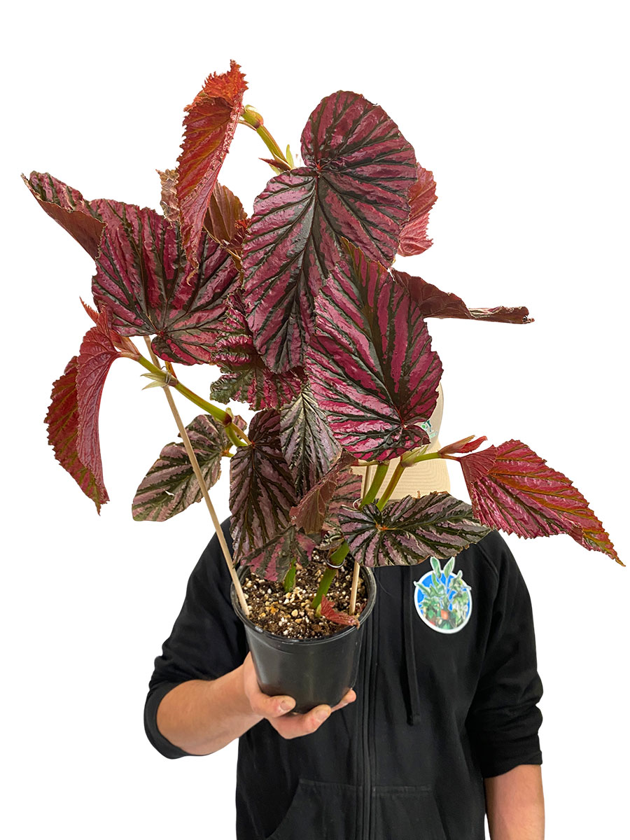 Begonia Brevirimosa ssp. Exotica - Gross